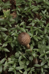 Macrolepiota procera