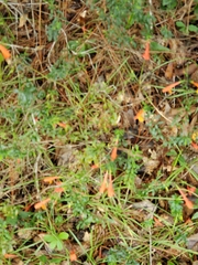 Anisacanthus quadrifidus