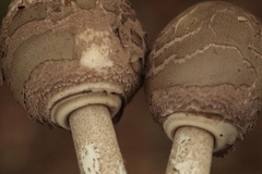 Macrolepiota procera