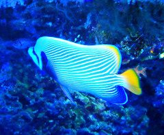 Pomacanthus imperator