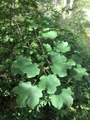 Acer opalus