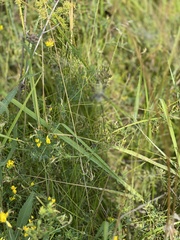 Medicago falcata
