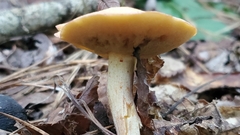 Suillus hirtellus