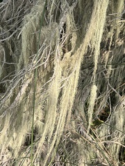 Alectoria sarmentosa