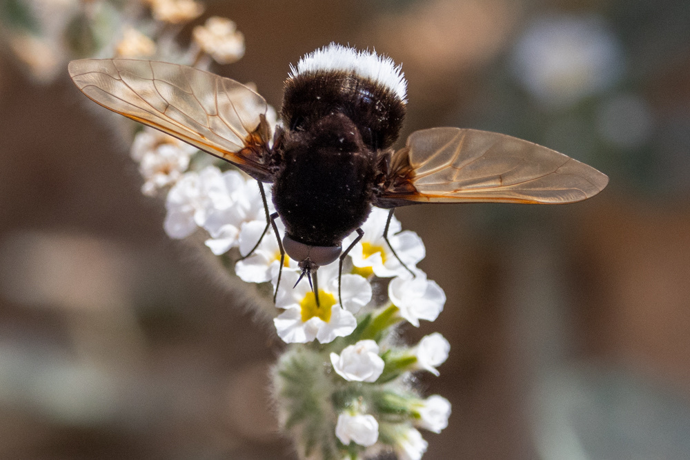 Oveja Blanca Hinchable Bee Bee