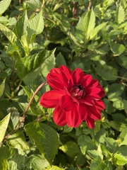 Dahlia coccinea