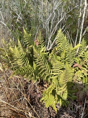 Dryopteris arguta