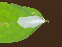 Macrosaccus robiniella