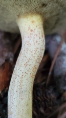 Suillus hirtellus