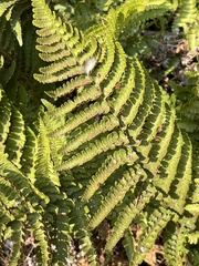 Dryopteris arguta