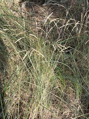 Ammophila arenaria