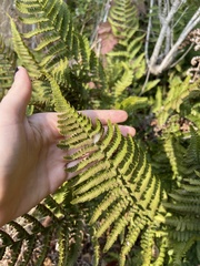 Dryopteris arguta