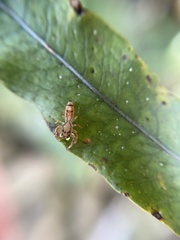 Salticidae