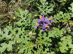 Solanum citrullifolium