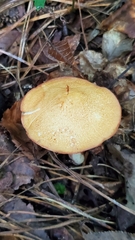 Suillus hirtellus