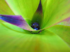 Bromeliad tree frog