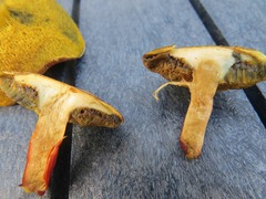Hortiboletus campestris