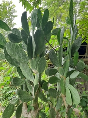 Opuntia cochenillifera