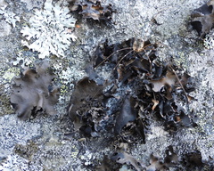 Umbilicaria polyphylla