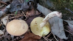 Suillus hirtellus