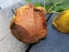 Hortiboletus campestris