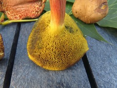 Hortiboletus campestris