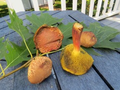Hortiboletus campestris