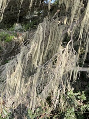 Usnea longissima