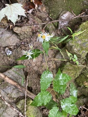 Eurybia divaricata