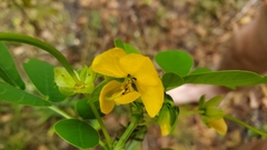 Senna obtusifolia