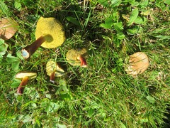 Hortiboletus campestris
