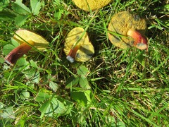 Hortiboletus campestris
