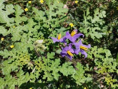 Solanum citrullifolium