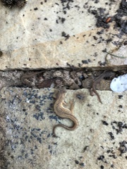 Lissotriton