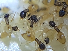 Tapinoma melanocephalum