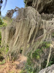 Usnea longissima
