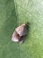Clepsis dumicolana