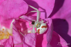 Misumena vatia