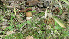 Leccinum aurantiacum