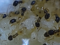 Tapinoma melanocephalum