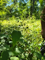 Scrophularia marilandica