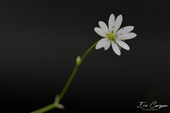 Stellaria graminea