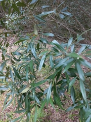 Olea europaea