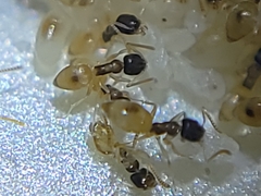 Tapinoma melanocephalum
