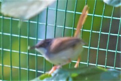 Prinia hodgsonii