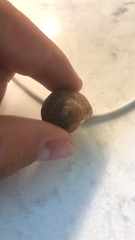 Zachrysia provisoria