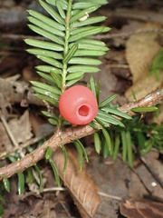 Taxus canadensis