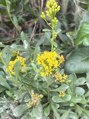 Solidago spathulata