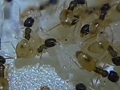 Tapinoma melanocephalum