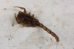 Centruroides limpidus